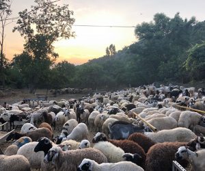 Hasanpaşa Mahallesi Adak Kurban Satış Yeri