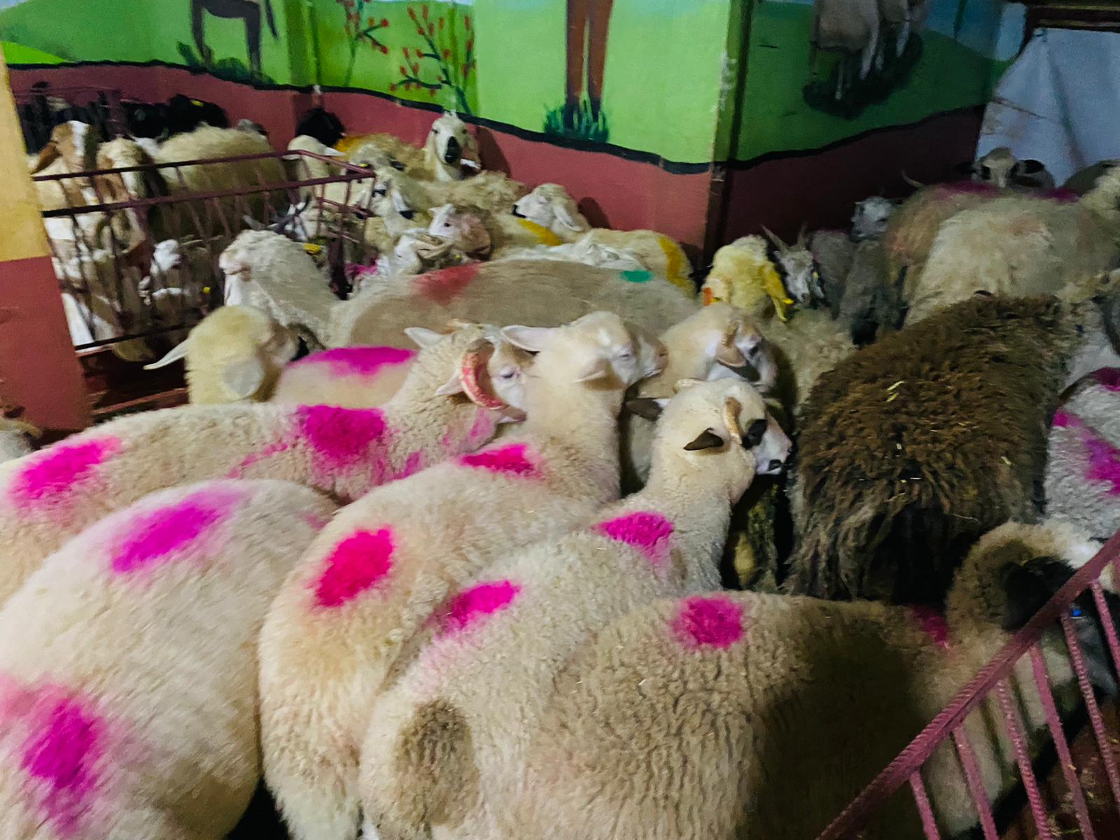 Pendik Adaklık Kurban Satış Yeri