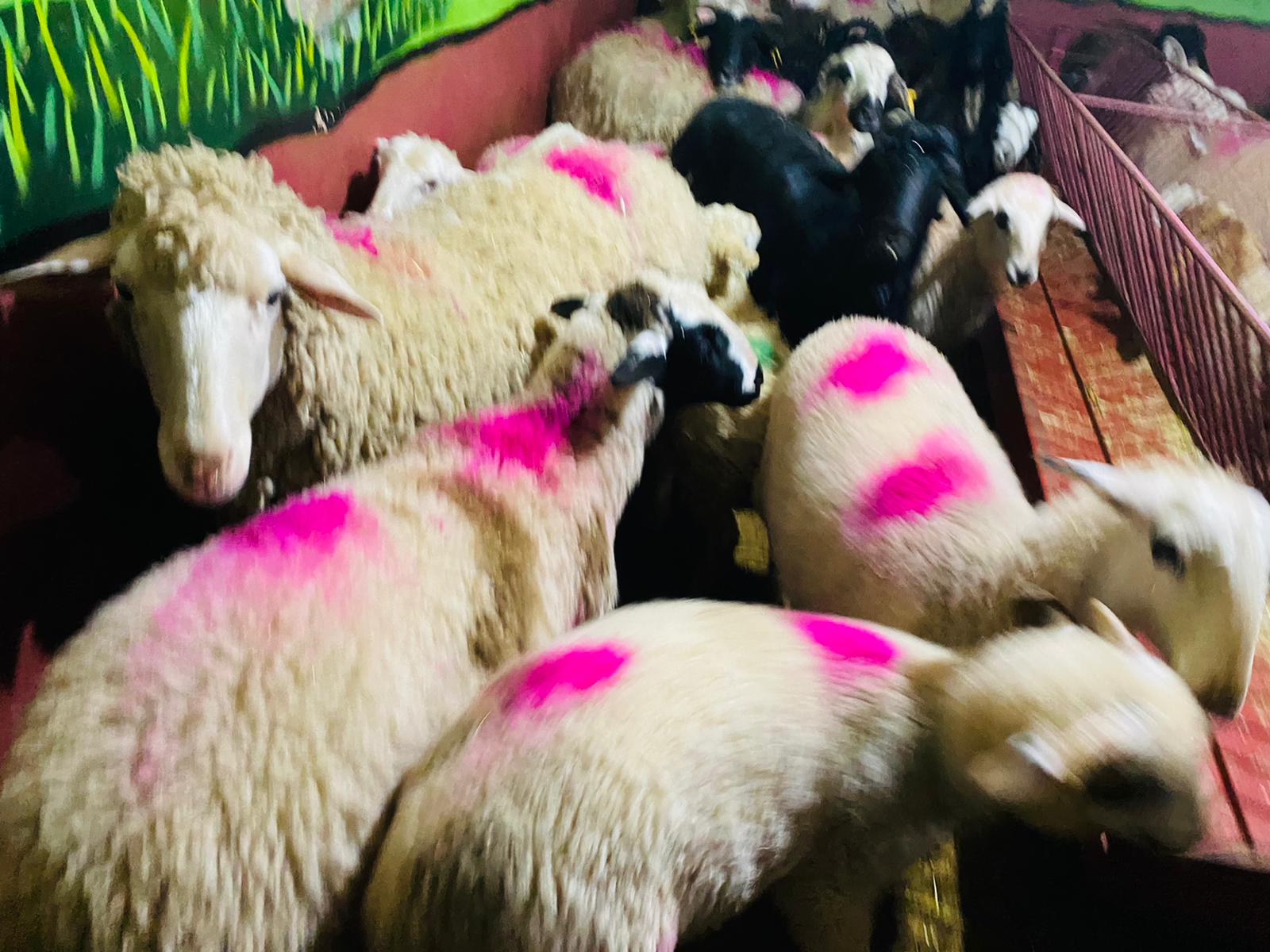 Pendik Adaklık Kurban Satış Yeri